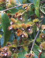 MSA CASTANEA VESCA 50 ML - Dolomiti e Natura
