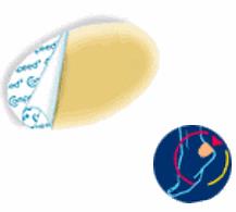 COMPEED VESCICHE CEROTTI FORMATO MEDIO 5 PEZZI - Dolomiti e Natura