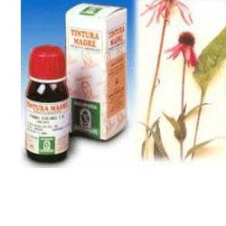 ECHINACEA 59 50ML TM - Dolomiti e Natura